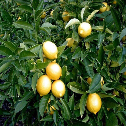 Citrus Meyer Lemon Seeds