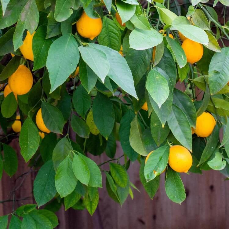 Citrus Meyer Lemon Seeds for Planting