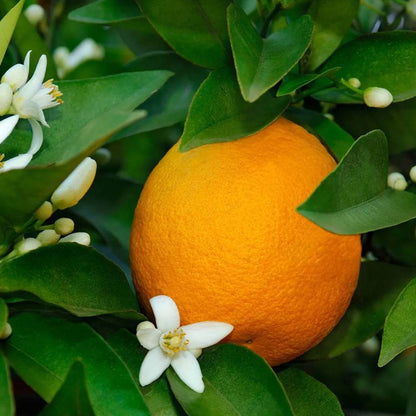 Citrus Seeds - Heirloom Fruit Plant for Home Gardens