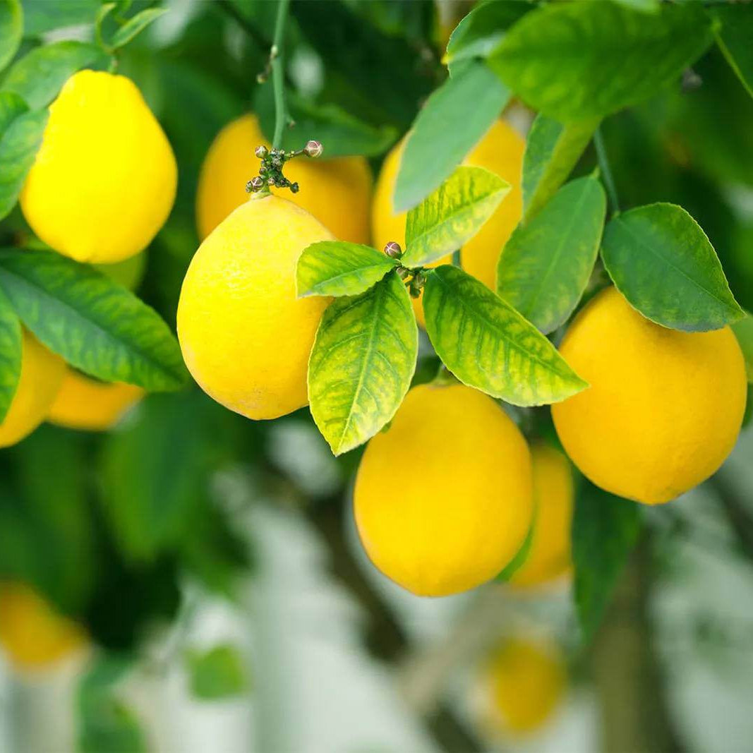 Citrus Seeds - Heirloom Fruit Plant for Home Gardens