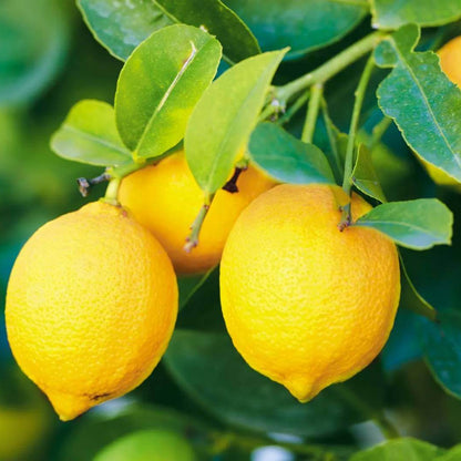 Citrus Seeds - Heirloom Fruit Plant for Home Gardens