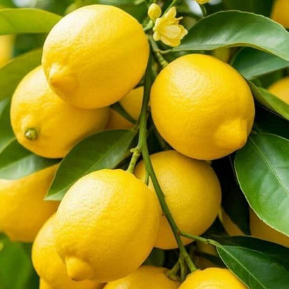 Citrus Seeds - Heirloom Fruit Plant for Home Gardens