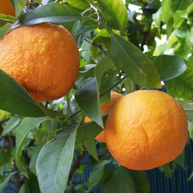 Citrus aurantium Seeds