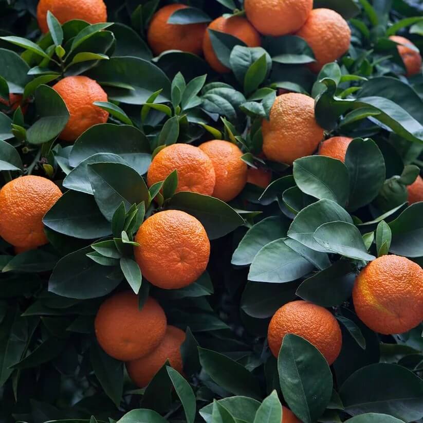Citrus aurantium Seeds