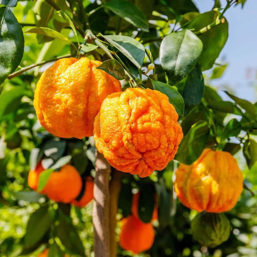 Citrus aurantium Seeds