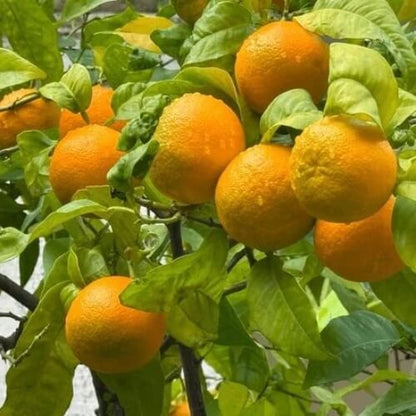 Citrus aurantium Seeds