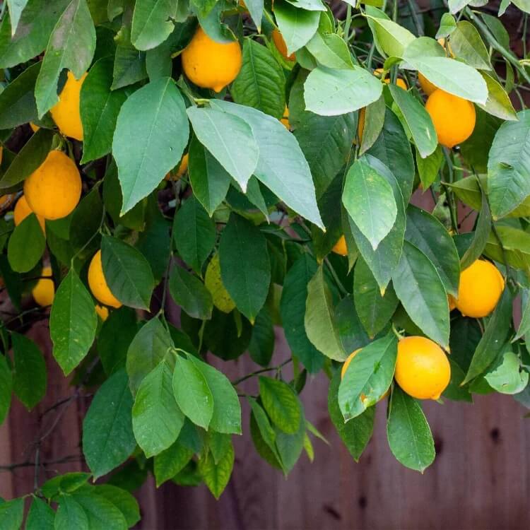 Citrus × meyeri seeds
