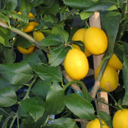 Citrus × meyeri seeds