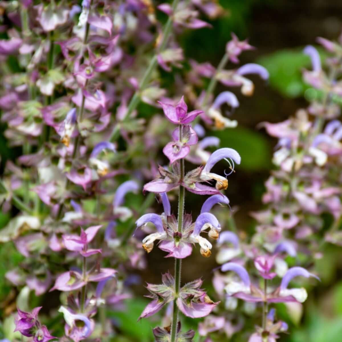 Clary sage seeds - Vegetable Plant