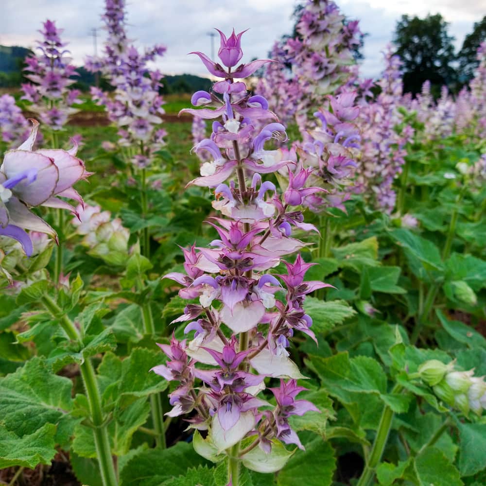 Clary sage seeds - Vegetable Plant