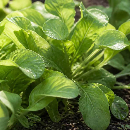 Claytonia Seeds - Heirloom Vegetable Plant for Home Gardens