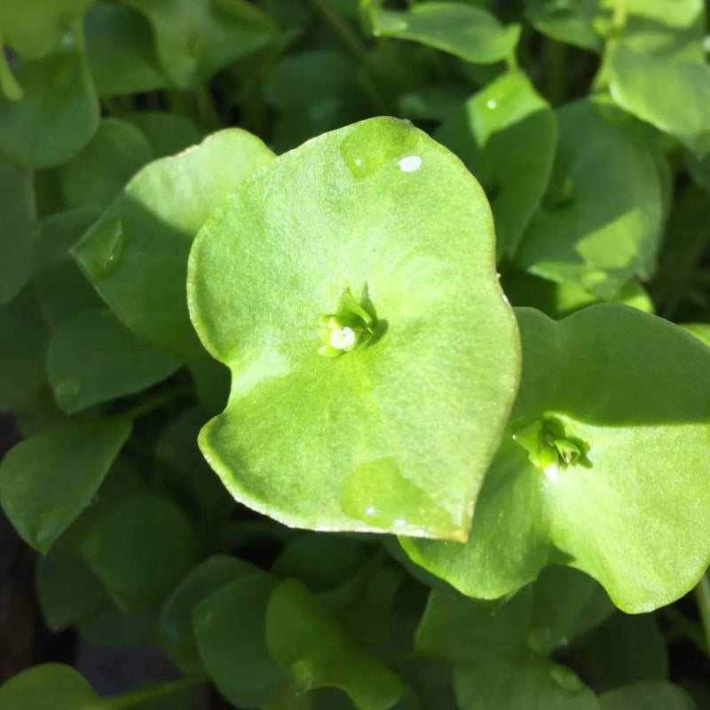 Claytonia Seeds - Heirloom Vegetable Plant for Home Gardens