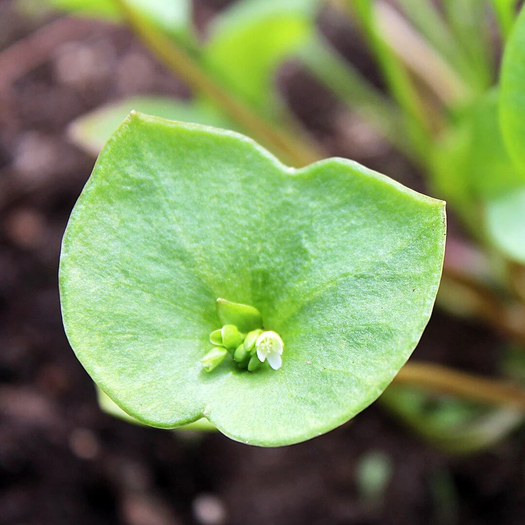 Claytonia Seeds - Heirloom Vegetable Plant for Home Gardens
