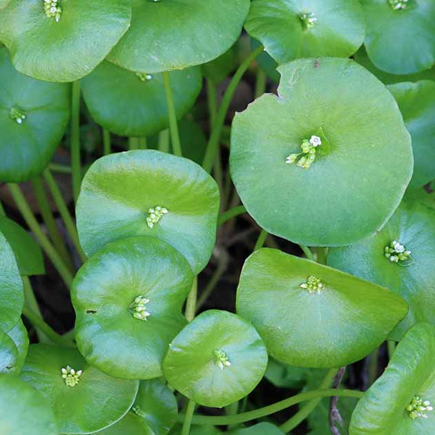 Claytonia Seeds - Heirloom Vegetable Plant for Home Gardens
