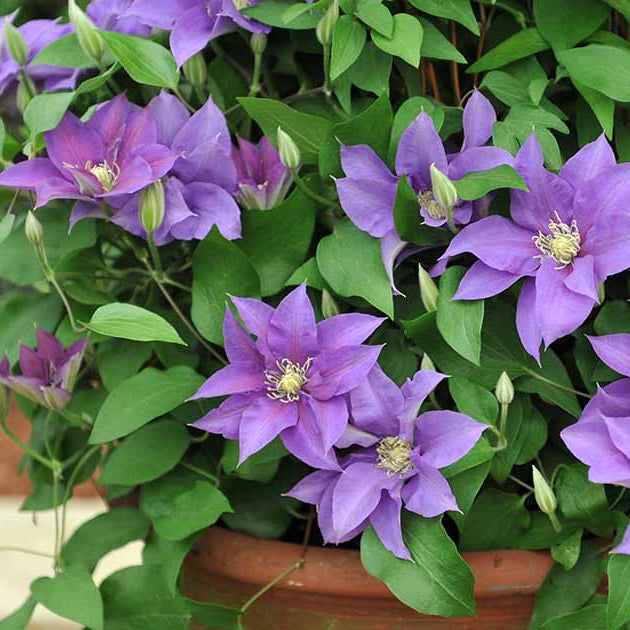 Clematis Seeds - Flower Plant for Home Gardens
