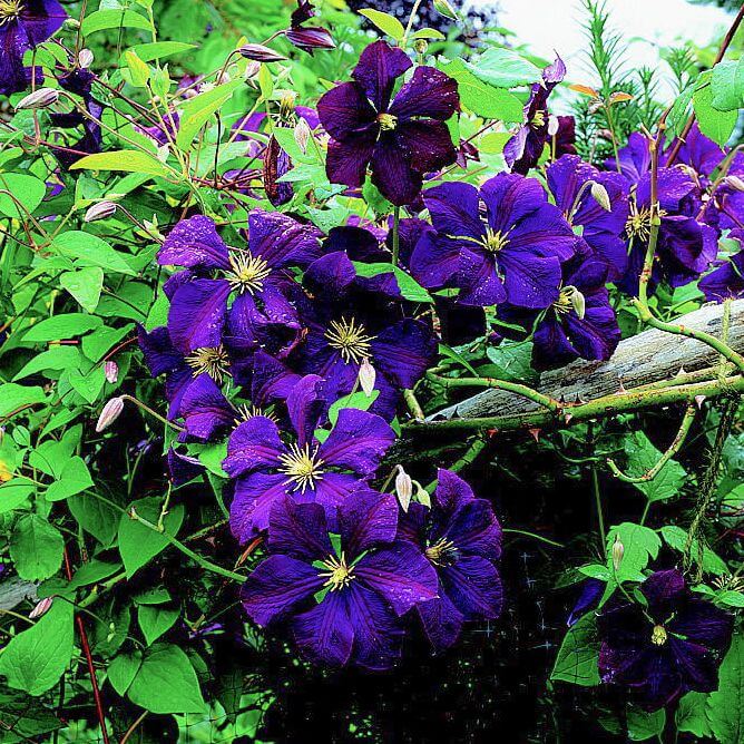 Clematis Seeds - Flower Plant for Home Gardens