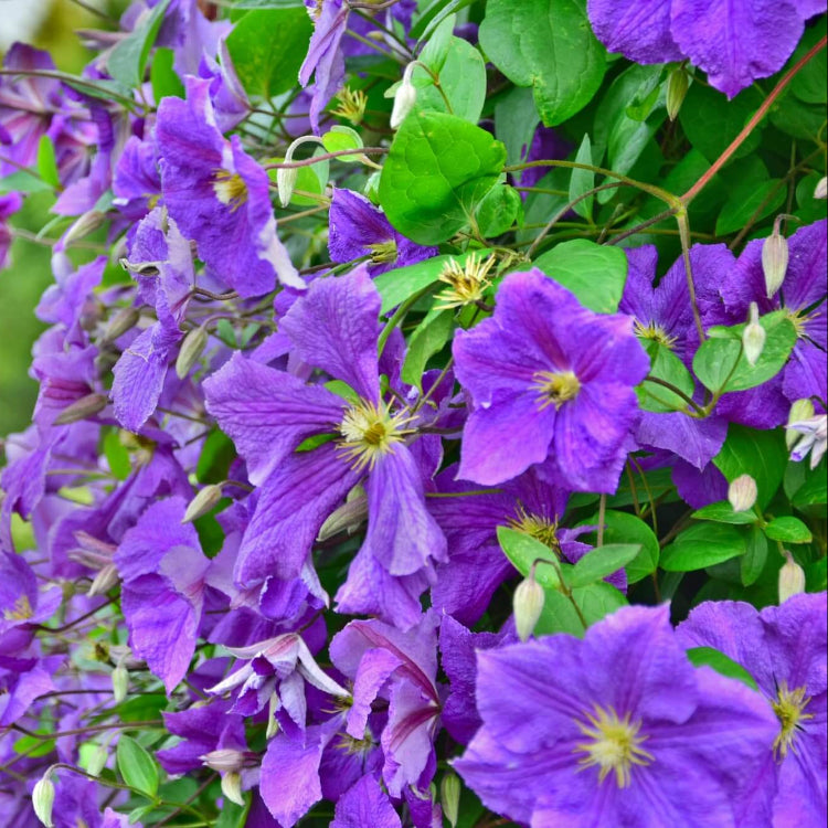 Clematis Seeds - Flower Plant for Home Gardens