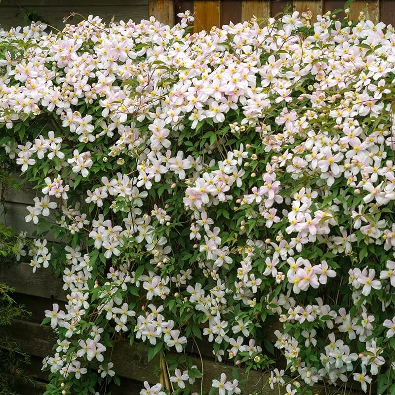 Clematis Seeds 