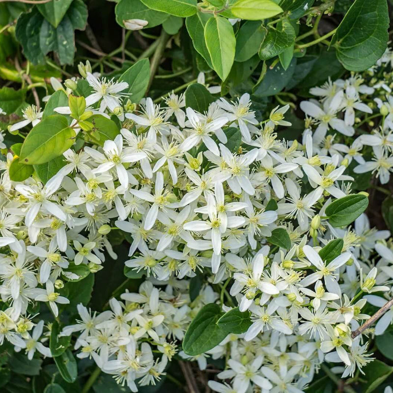 Clematis Seeds 
