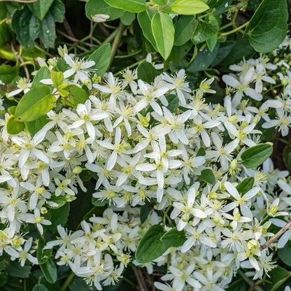 Clematis Seeds 