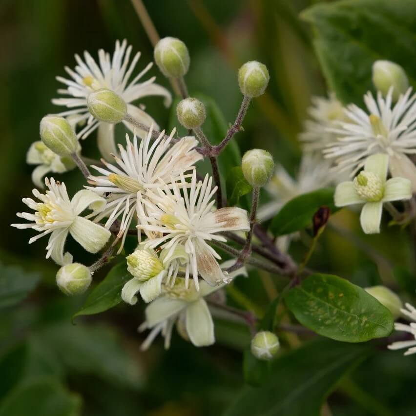 Clematis Seeds 