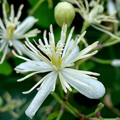 Clematis Seeds 