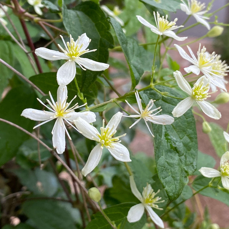 Clematis Virginiana Seeds - Heirloom Flower Plant for Home Gardens