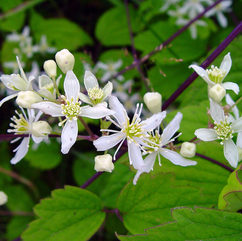 Clematis Virginiana Seeds - Heirloom Flower Plant for Home Gardens
