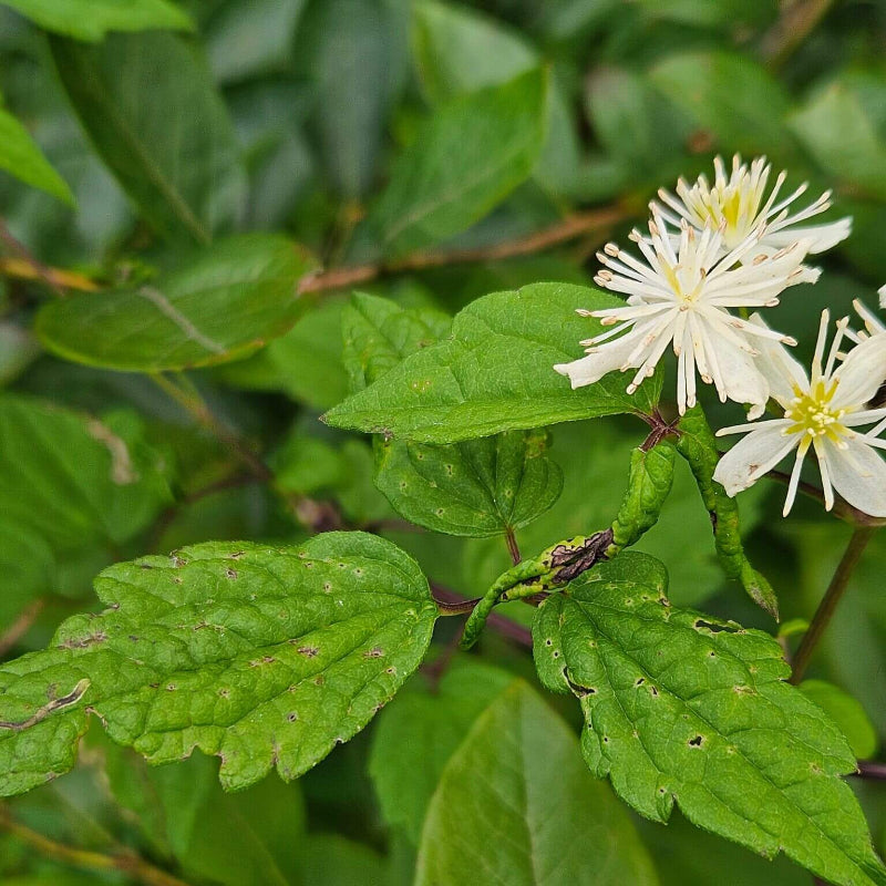 Clematis Virginiana Seeds - Heirloom Flower Plant for Home Gardens
