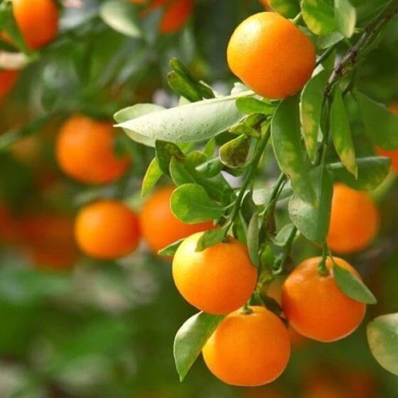 Clementine Tangerine Seeds - Fruit Plant for Home Gardens
