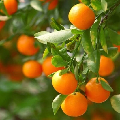 Clementine Tangerine Seeds - Fruit Plant for Home Gardens