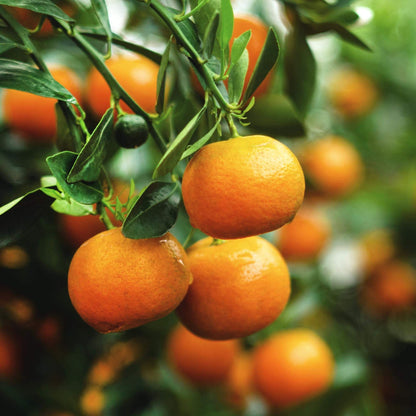 Clementine Tangerine Seeds - Fruit Plant for Home Gardens