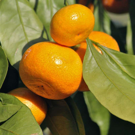 Clementine Tangerine Seeds - Fruit Plant for Home Gardens