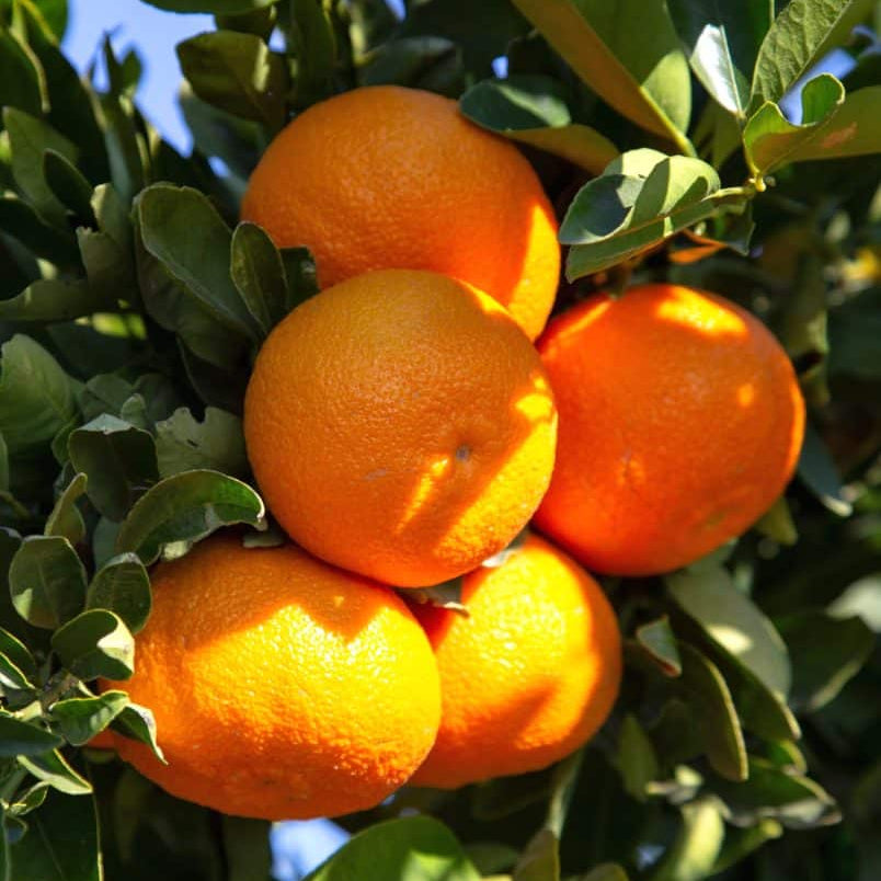 Clementine Tangerine Seeds - Fruit Plant for Home Gardens