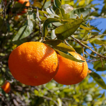 Clementines seeds - Fruit for Home Gardens