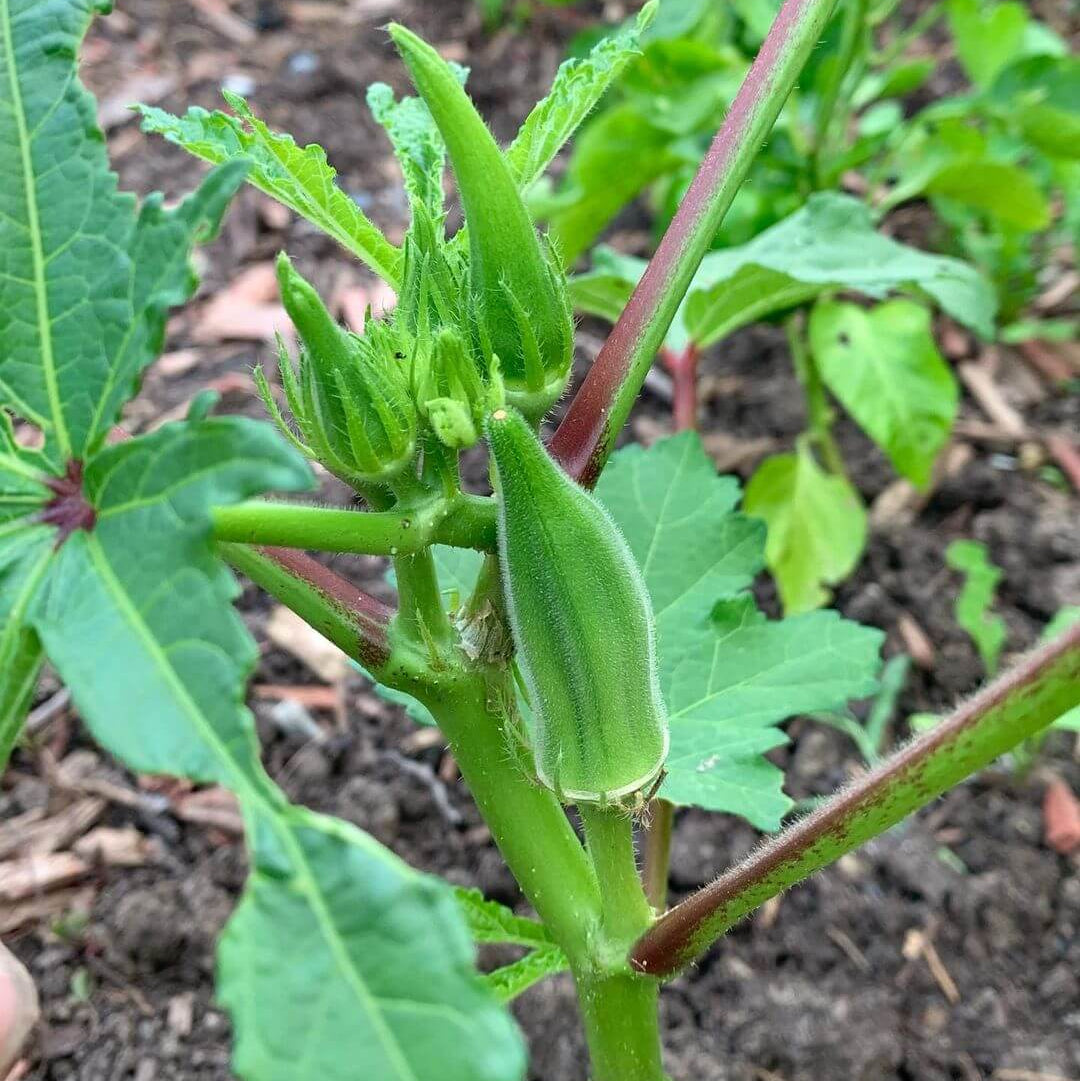 Clemson spineless okra seeds - Vegetable Plant