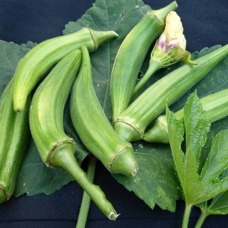 Clemson spineless okra seeds - Vegetable Plant