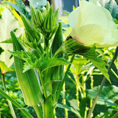 Clemson spineless okra seeds - Vegetable Plant