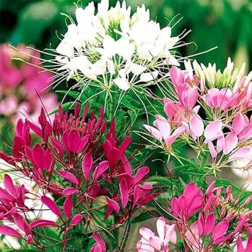 Cleome Seeds - Flower Plant for Home Gardens