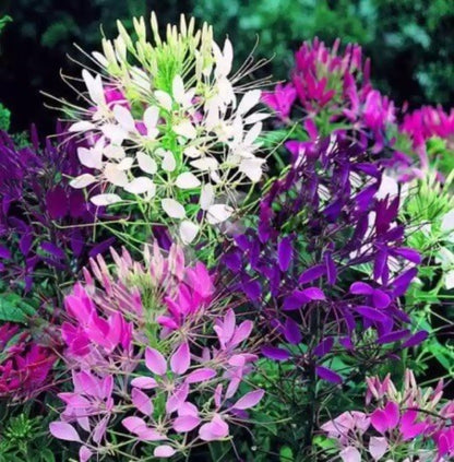 Cleome Seeds - Flower Plant for Home Gardens