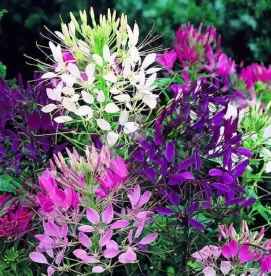 Cleome Seeds - Flower Plant for Home Gardens