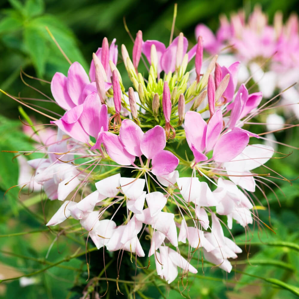 Cleome Seeds 