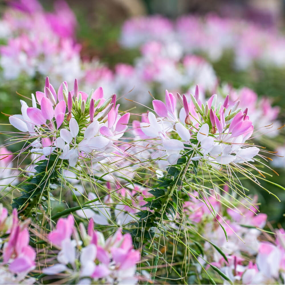 Cleome Seeds 