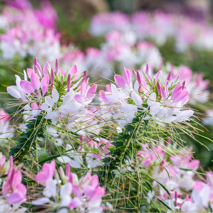 Cleome Seeds 