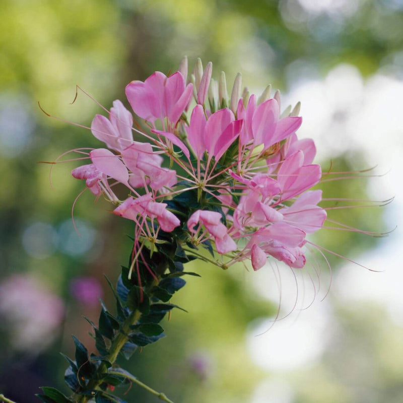 Cleome Seeds 