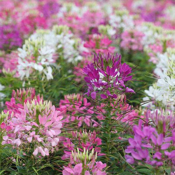 Cleome Seeds 