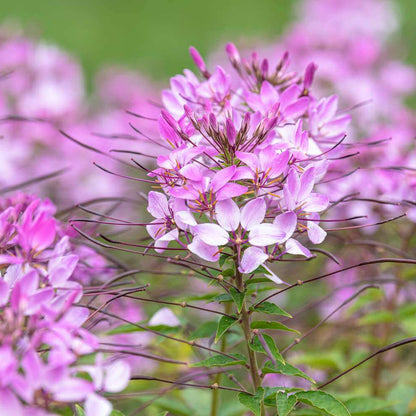 Cleome Seeds 