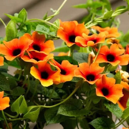 Climbing Black Eyed Susan Seeds