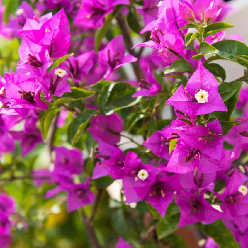 Climbing Bougainvillea Seeds