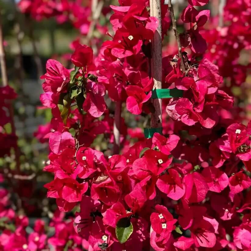 Climbing Bougainvillea Seeds